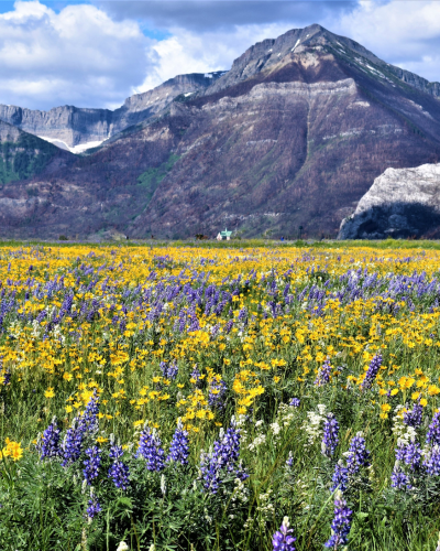 wildflower meadow below a moutain