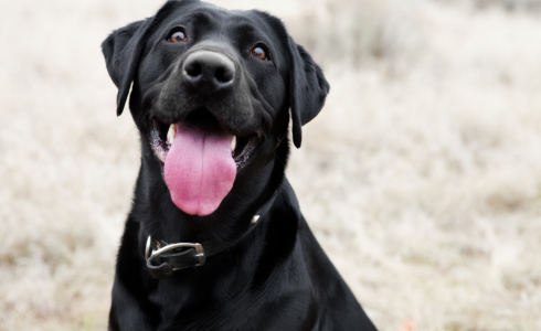 cute black lab named Bear